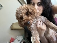 Toy poodle 10 aylık