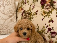Üst Düzey Maltipoo