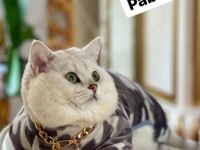 Chinchilla yavru