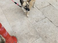 ÜCRETSİZ SAHİPLENDİRME KÖPEĞİMİZ