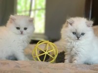 Emsalsiz Güzellikte Brıtısh Longhaır Yavrularım 