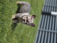 Renkli Gözlü Ev Ortamında Bakılan French Bulldog Yavrularım