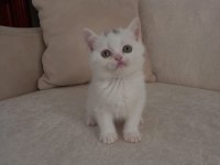 Konuşan kedi