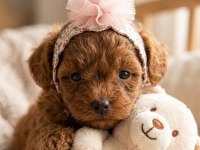 Toy Poodle Red Brown Bebeklerimiz Yuvalarını Arıyor