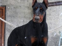 DOBERMAN AVRUPA N