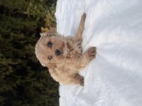 Maltipoo erkek yavru