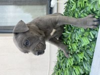 İzabel blue cane corselar