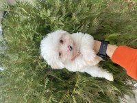 Terrier yavrumuz maltese