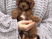 Üst Kalite Toy Poodle Yavrular