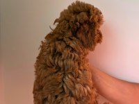 Dişi toy poodle