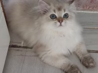 8 AYLIK SAFKAN BRITISH LONGHAIR DİŞİ