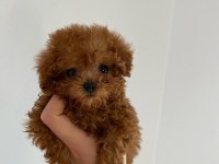 Sağlık garantili toy poodle bebekler
