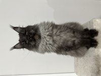 FULL ŞECERELİ BLACK SMOKE DİŞİ MAİNE COON KEDİMİZ