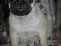 Pug mops yavrularım