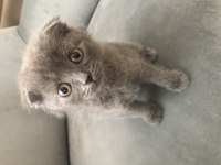 Scottish Fold yavrumuz yuvalandırılacaktır