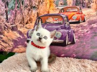 BRİTİSH BLUE POİNT VE BRİTİSH LYNX POİNT BEBEGİMİZ