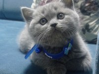 British shorthair sağlıklı oyuncu bebekler