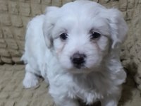 Orjinal maltese yavrular