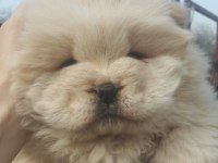 CHOWCHOW DÜNYASINDAN IRK GARANTİLİ YAVRULARIMIZ