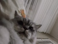 British Longhair Minik Aslanımı Sahiplendiriyorum
