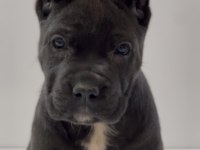 Harika Anatomi Cane Corso Yavrular