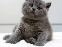 British yavru dişi kedim