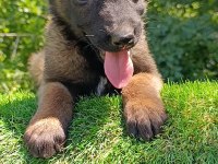 Üst Düzey Safkan Belçika Malinois Bebekler