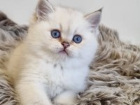 Pamuk Güzeli Silver British Shorthair yavrumuz