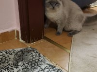 British Shorthair Damızlık Kediler