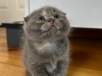 Scottish fold dişi 46 günlük