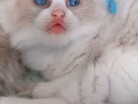 Safkan Ragdoll Son Yavru Kedimiz