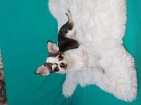 6 aylık chihuahua erkekler