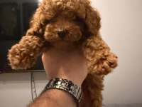 Poodle Kore Teacup 3.5 Aylık Dişi