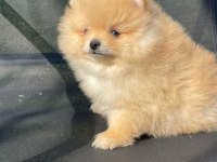 Şampanya orjinal teddy pomeranian oğlumuz