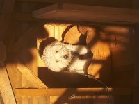 10 Aylık Maltipoo Satılık