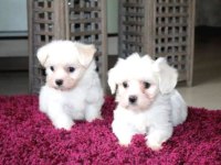 Ev doğumu maltese bebekler