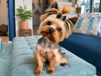 Orjinal Teacup Erkek Yorkshire Terrier 1800Gr