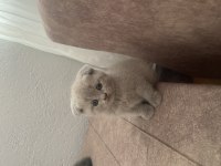 Scottish Fold Yavrumuz