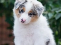 Çok iyi border collie yavruları istanbul