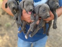 Cane corso blue yavrular