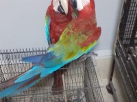 KIRMIZI MACAW FATURALI ÇİPLİ