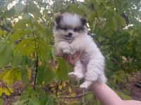 50 günlük ayı surat orijinal pomeranian boo