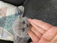 Safkan British Shorthair