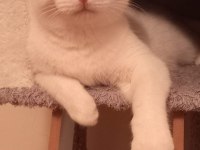 ANKARA KEDİSİ KIRMASI ÜCRETSİZ SAHİPLENDİRME