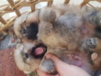 Pomeranian boo