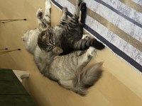 Scottish fold 2 aylık