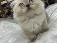British-scottish longhair yavru kedilerimiz