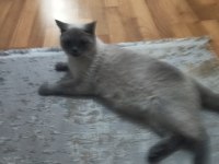 British shorthair blue point