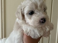 40 günlük sıfır numara terrier