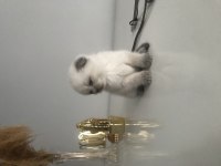 Güzel scottish fold bebekler yeni yuvalarını arıyor